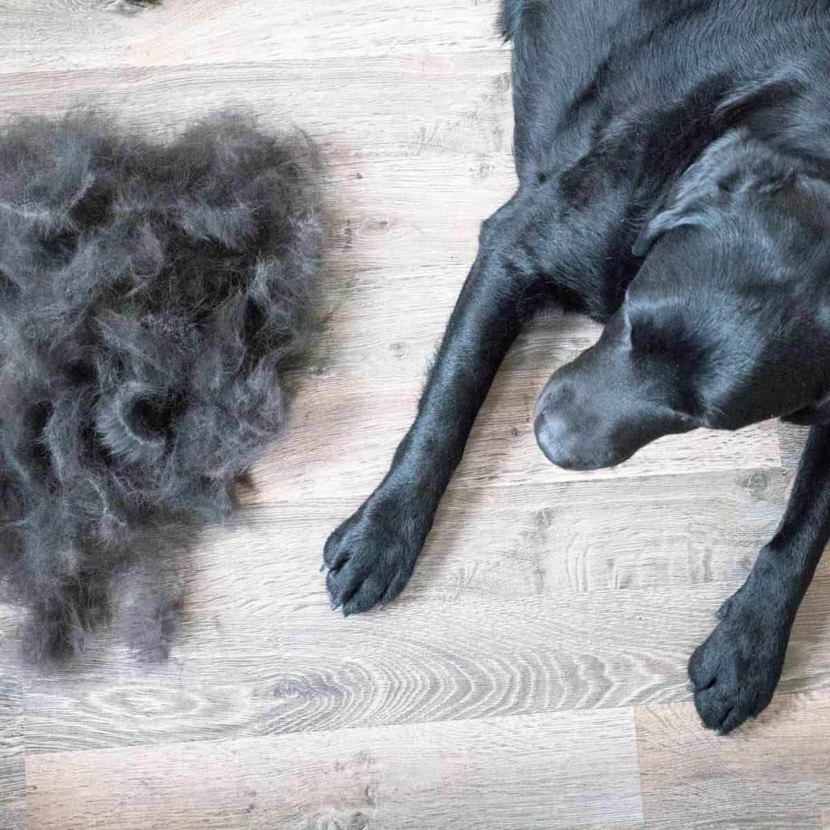 A grey dig from above lying next to a large pile of his hair that he just shed.