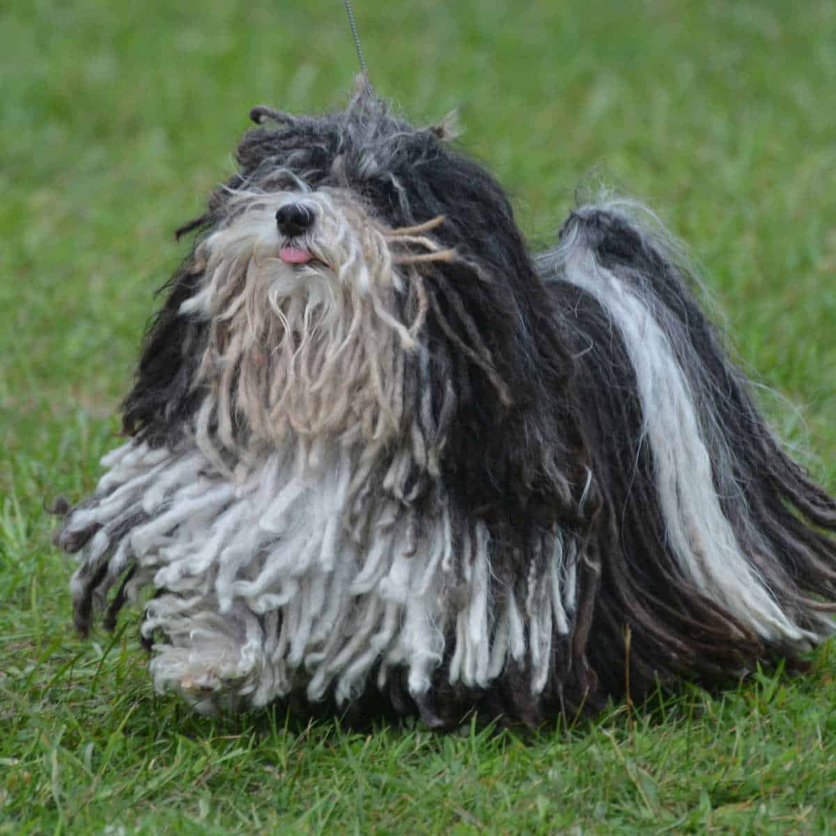 Grey and black Puli dog running on grass with its tongue hanging out.