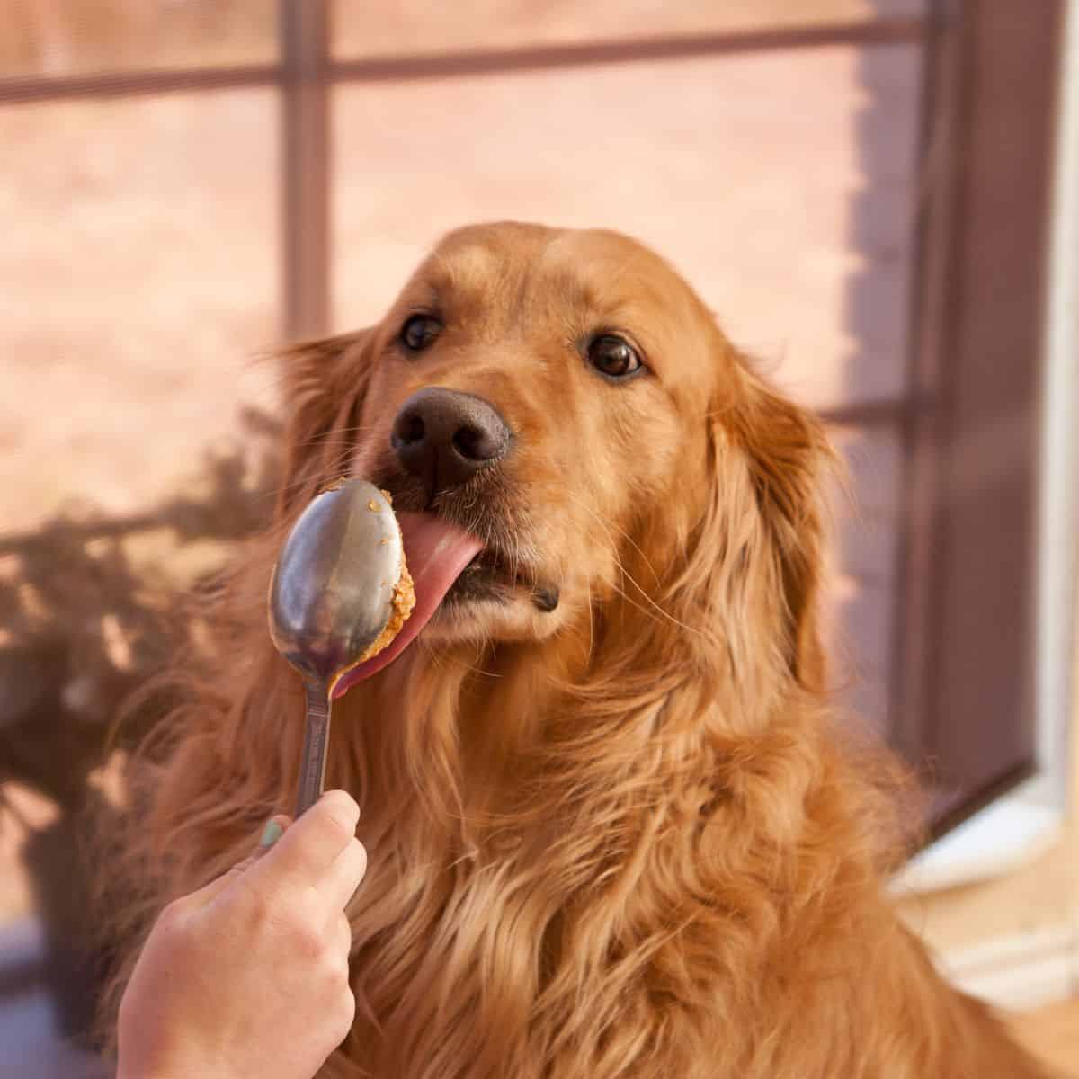 Golden Retriever eating peanut butter off a spoon.
