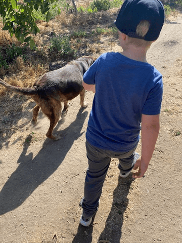 Boy in a blue shirt walking with a brown senior dog on a path outside.  