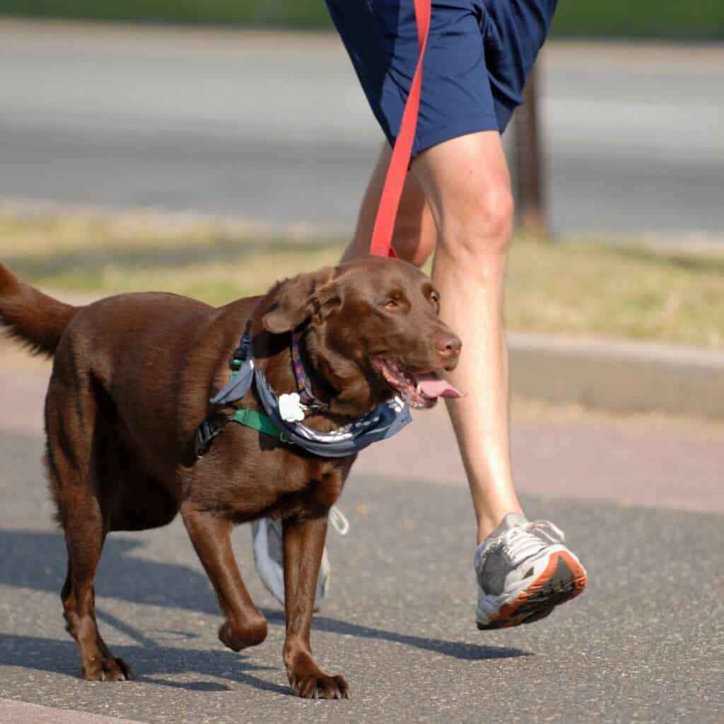 Woman in short walking her dog on the street with a brown lab.