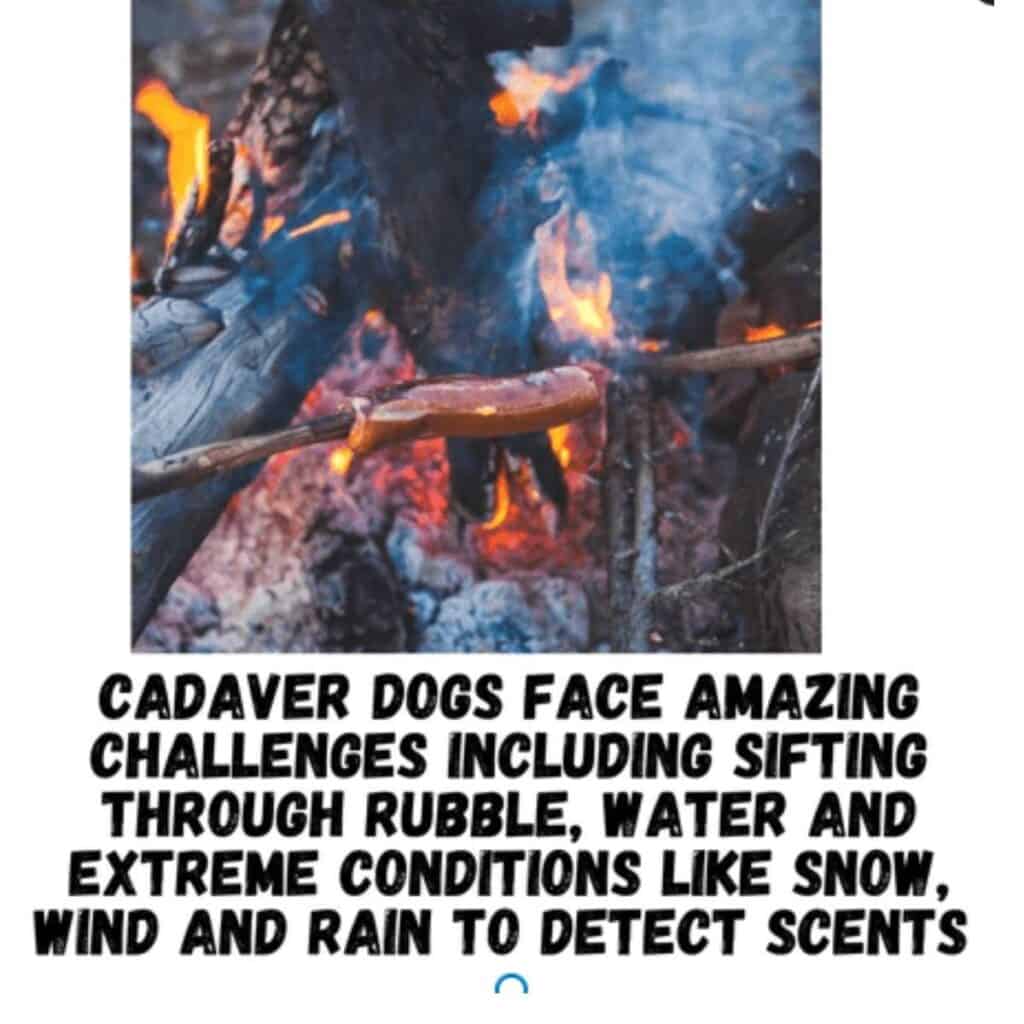 A picture of burning rubble with caption that cadaver dogs have to sift through burning rubble and still find scents.