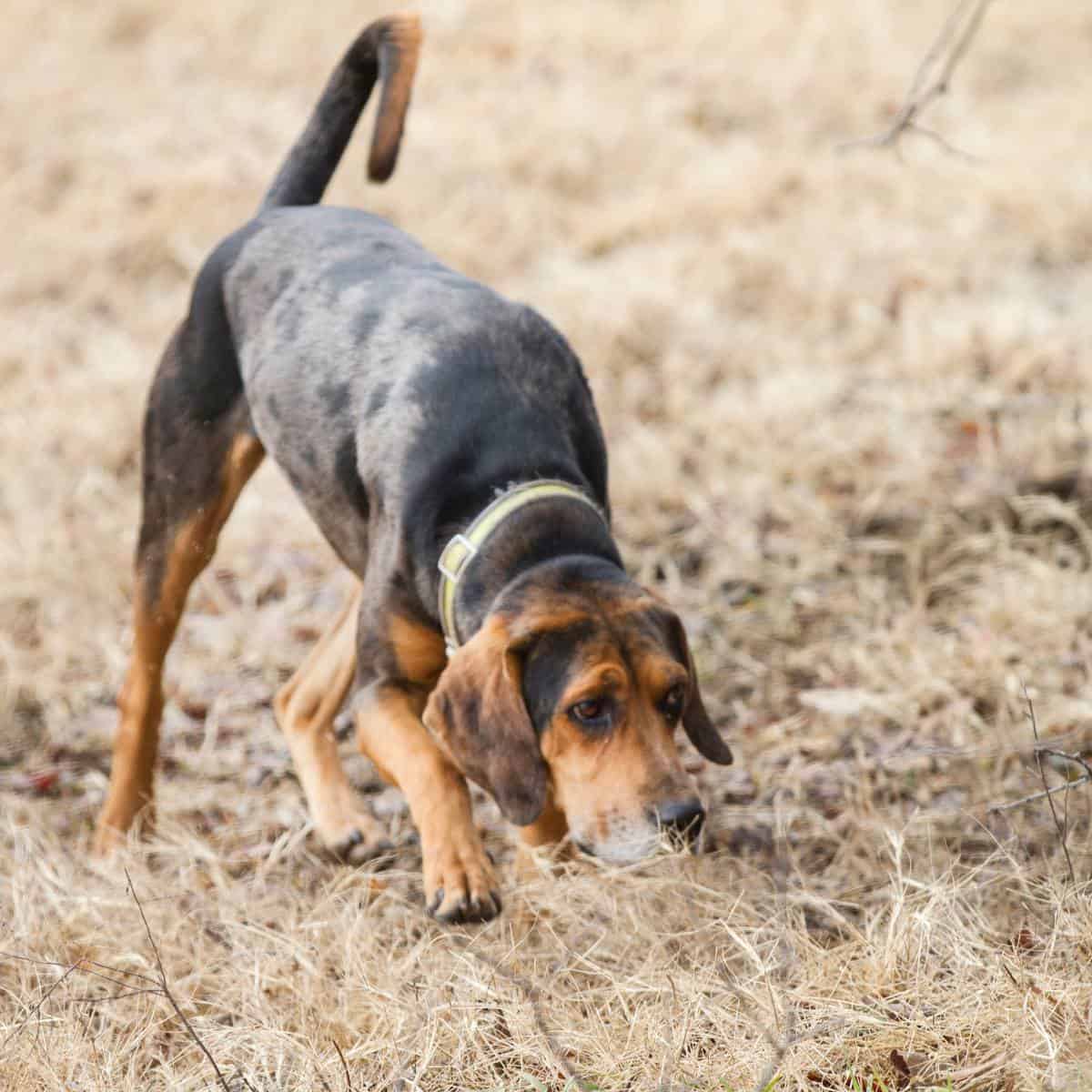 A brown and black hound in the grass using scent work to find a cadaver.