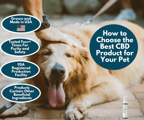 Older golden retriever dog being petted with 4 bubbles about the qualities of CBD products for pets and choosing the best cbd products for pets.