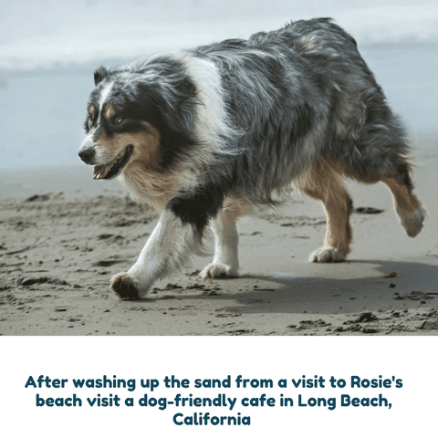 Medium sized cattle dog with long grey and brown hair running on a beach.