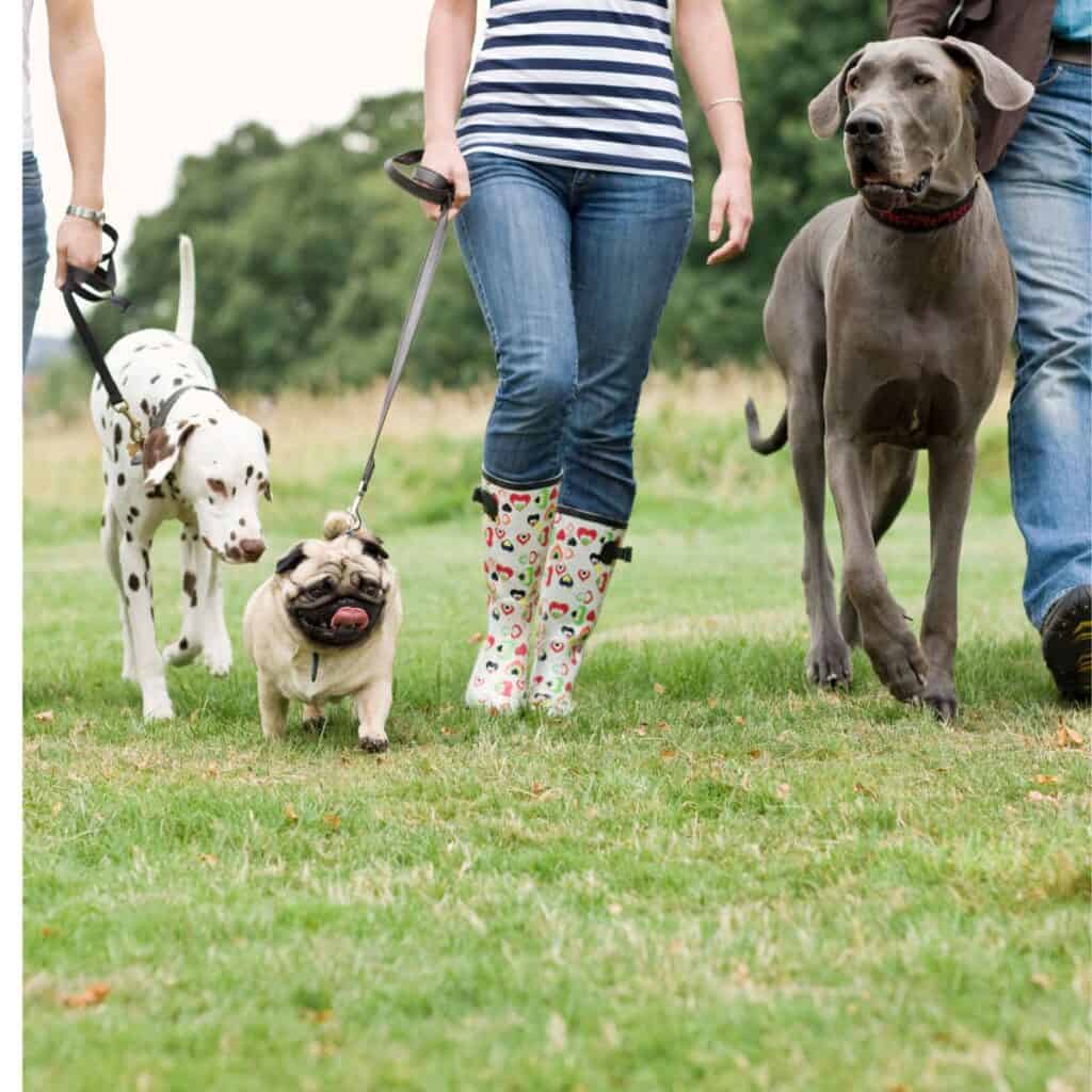 Two people walking with three dogs on leashes on grass.