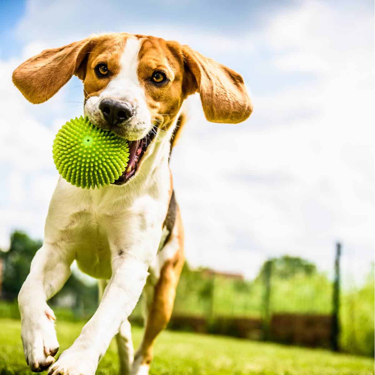 Brown and white happy hound dog type running on grass with a tennis ball in his mouth.
