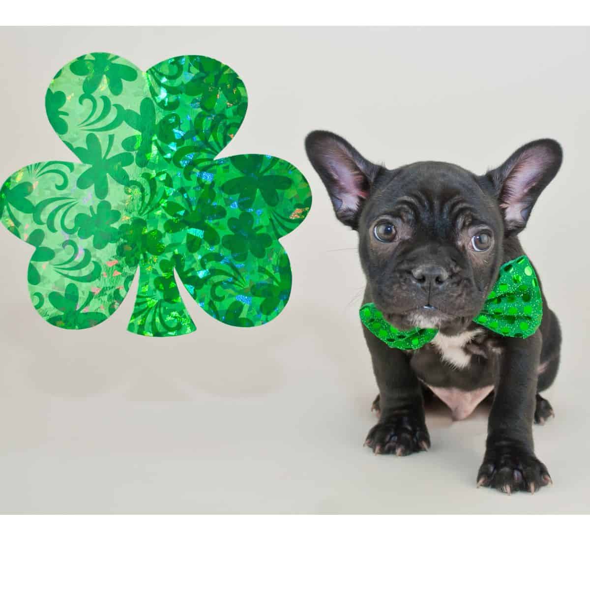 Small black bulldog in green wear next to a green shamrock ready to celebrate St. Patrick's day