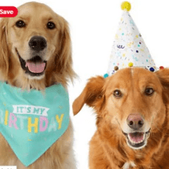 Two dogs at a dog Birthday party, one with a party hat and one with a dog Birthday bandana.