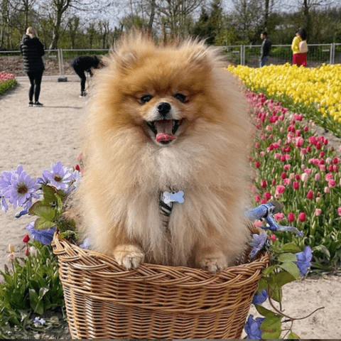 Small Pomeranian in a bike  basket in front of colorful tulips.