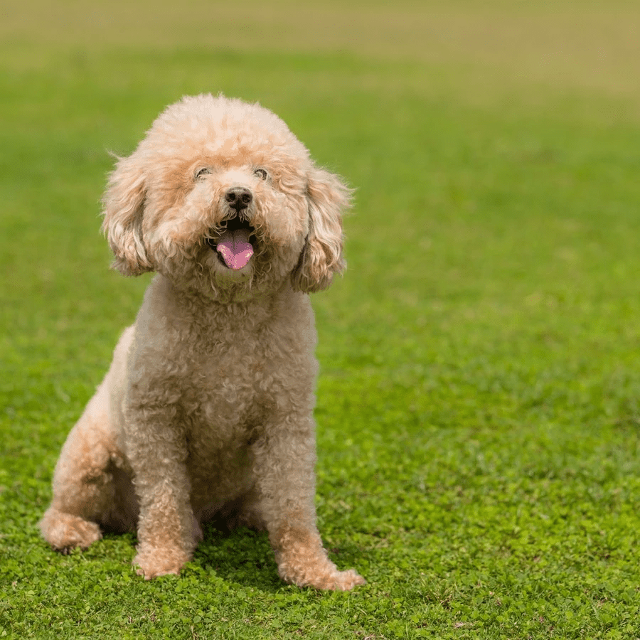 cute beige golden doodle dog standing in the grass.