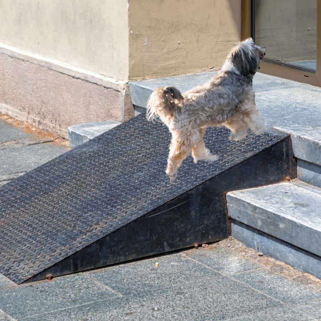 White and grey dog running up a dog ramp that is set over cement steps.