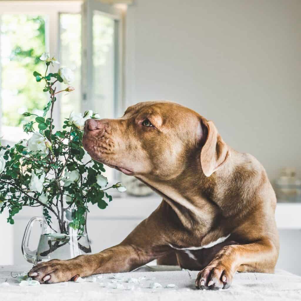 Brown dog lying inside smelling white flowers.