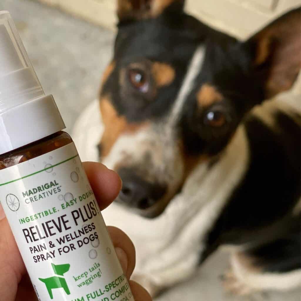 Terrier black and brown looking into the camera with a bottle of relieve plus hemp CBD spray.