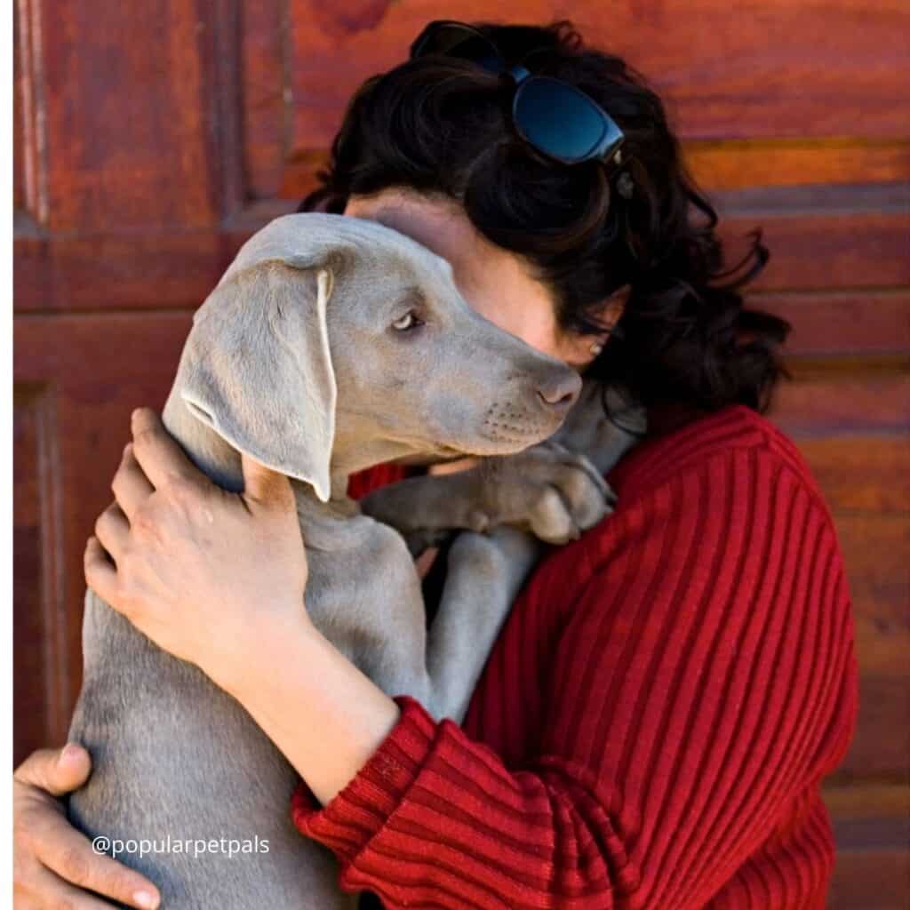 A woman in a red shirt smelling a Weimaraner dog.
