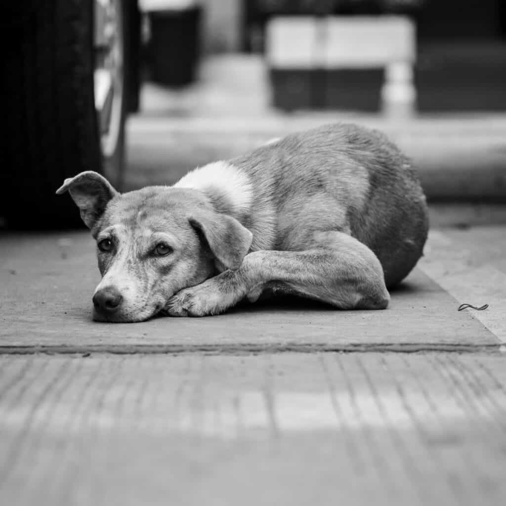 Black and white picture of a dog lying on the floor with a carpet.  