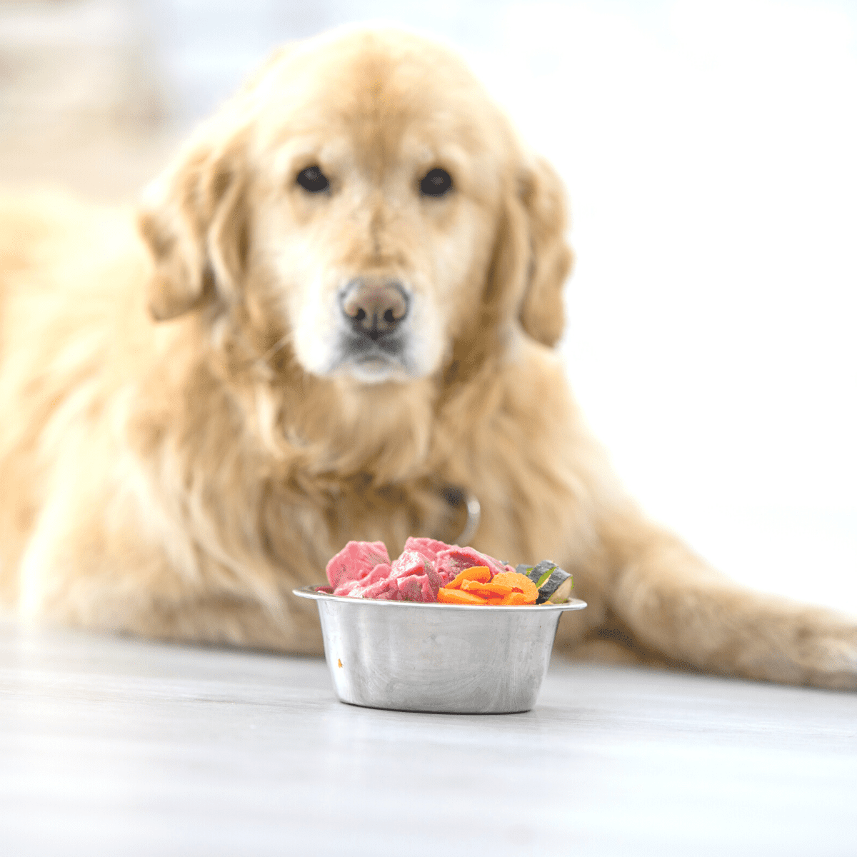 dog eating berries