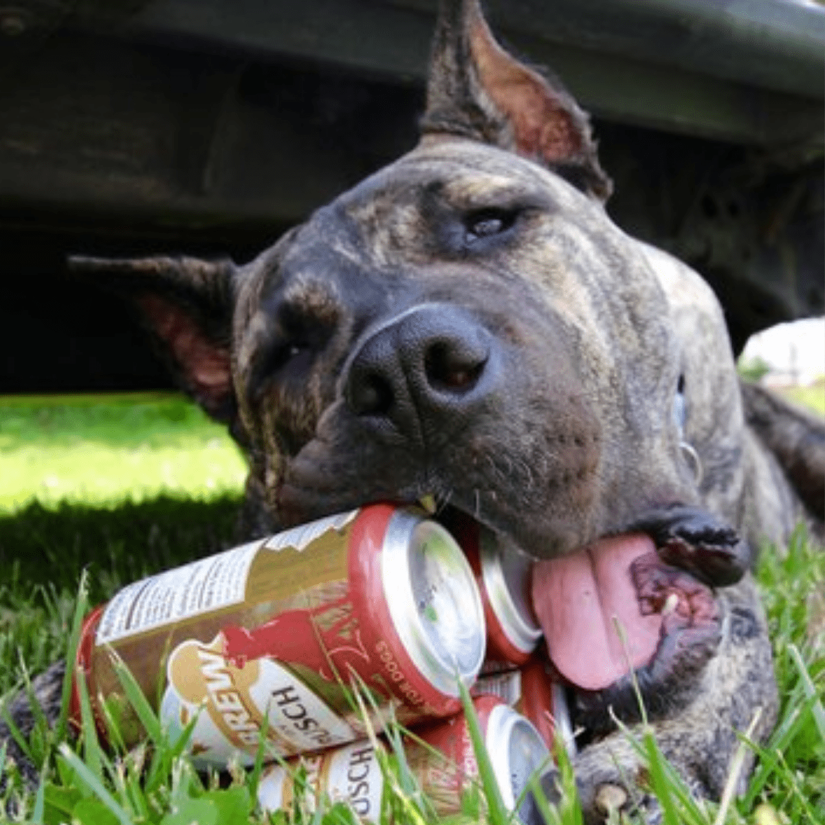 A brindle large dog with a pack of Busch beer lying in the grass chewing on the cans.