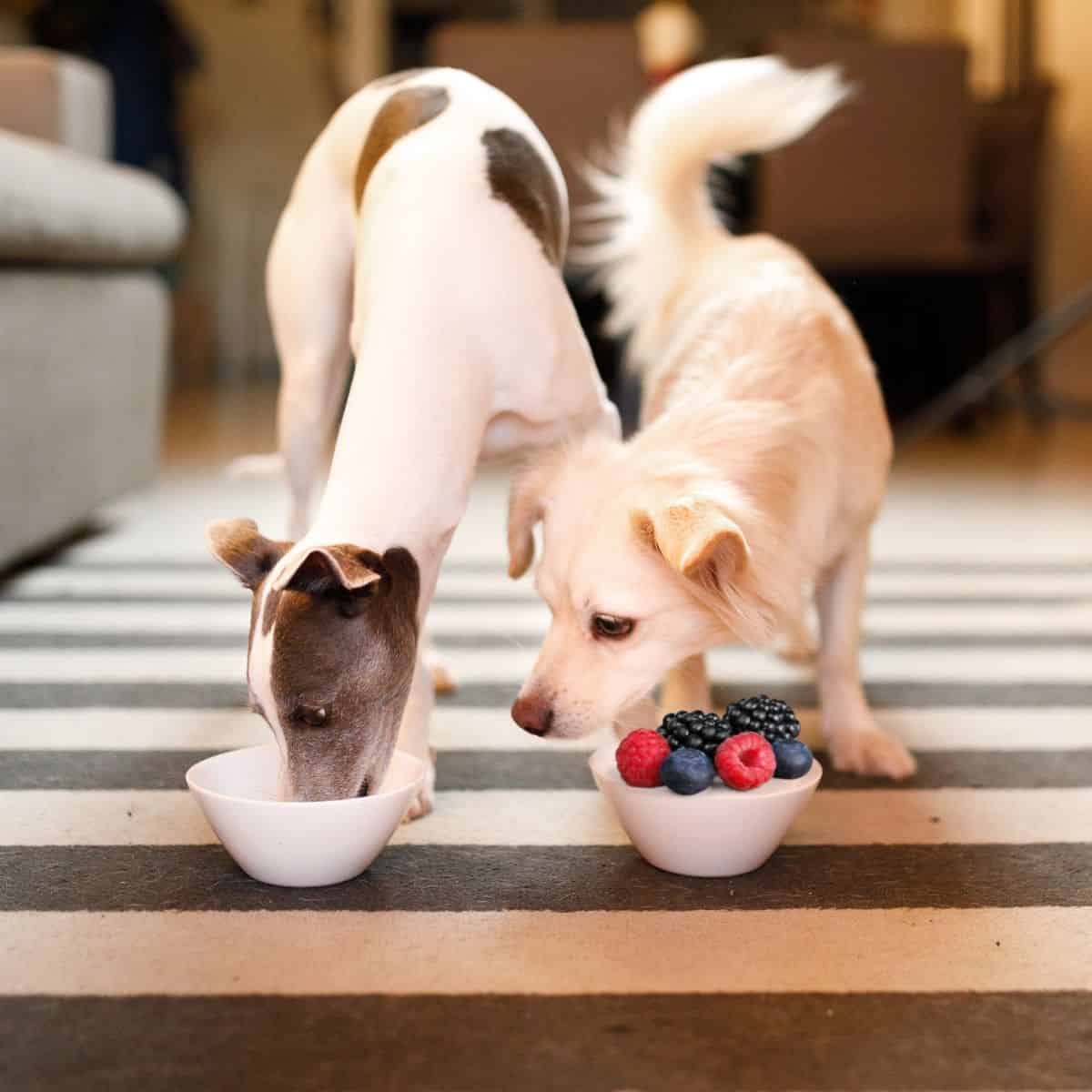 Two small dogs eating out of white bowls one eating berries.