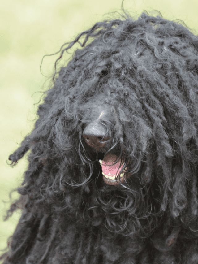 5 Amazing Facts About Puli Dogs (the dreadlocked dog)