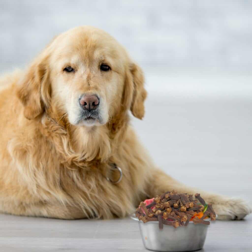Golden retriever lying down looking at camera in front of a bowl of cloves.