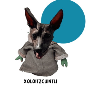 Xoloitzcuintle dressed as a Baby Yoda with a  blue circle in the background.