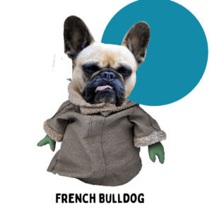 French Bull Dog Baby Yoda lookalike