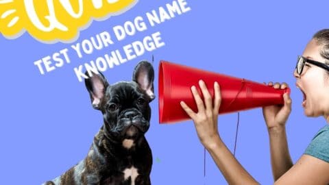 A picture of a dark bulldog with a woman with a megaphone calling it and lettering identifying "quiz" in the upper left and then test your dog name knowledge.