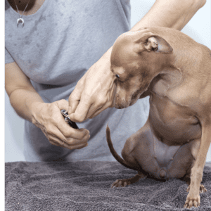 trimming dog's nails