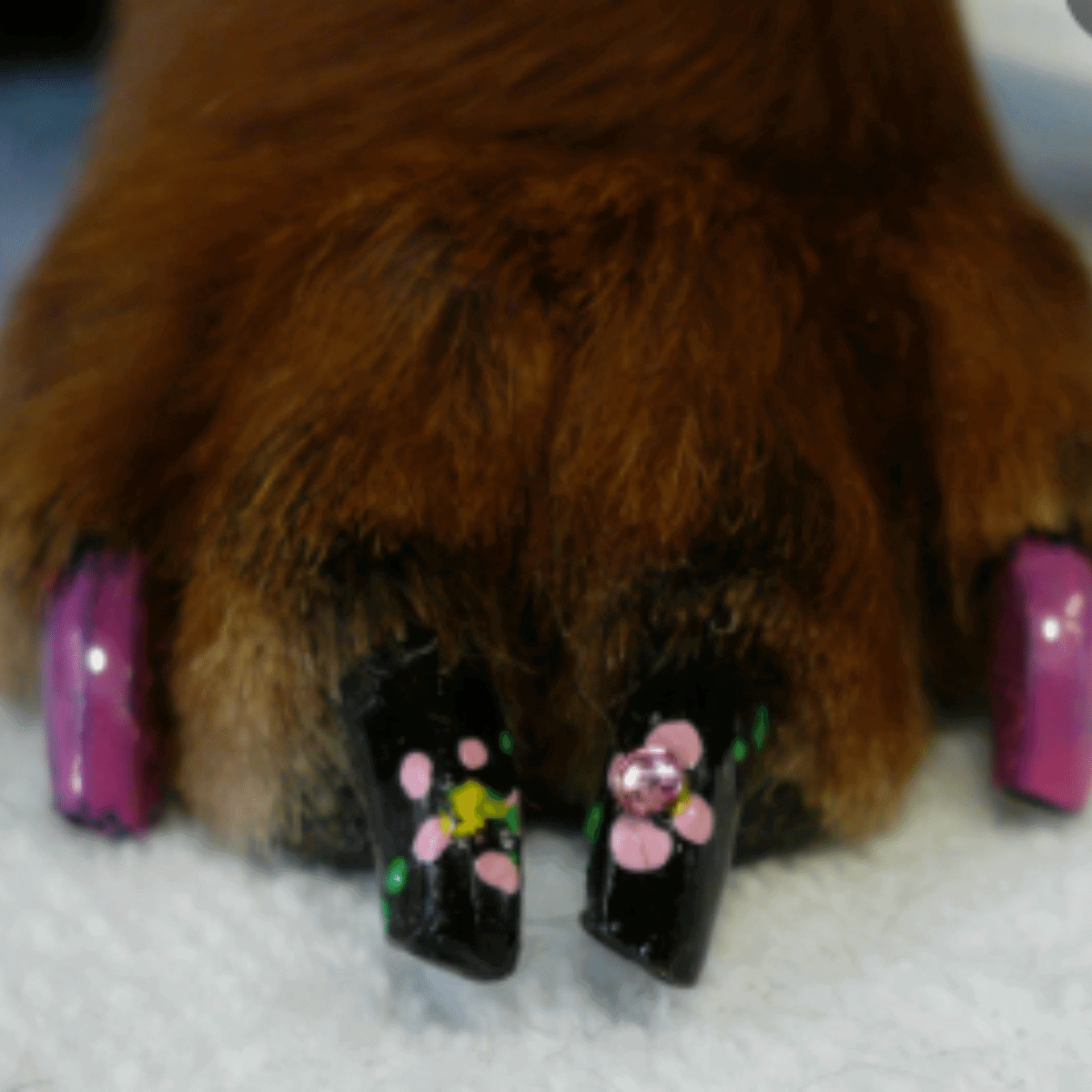 dog nail art