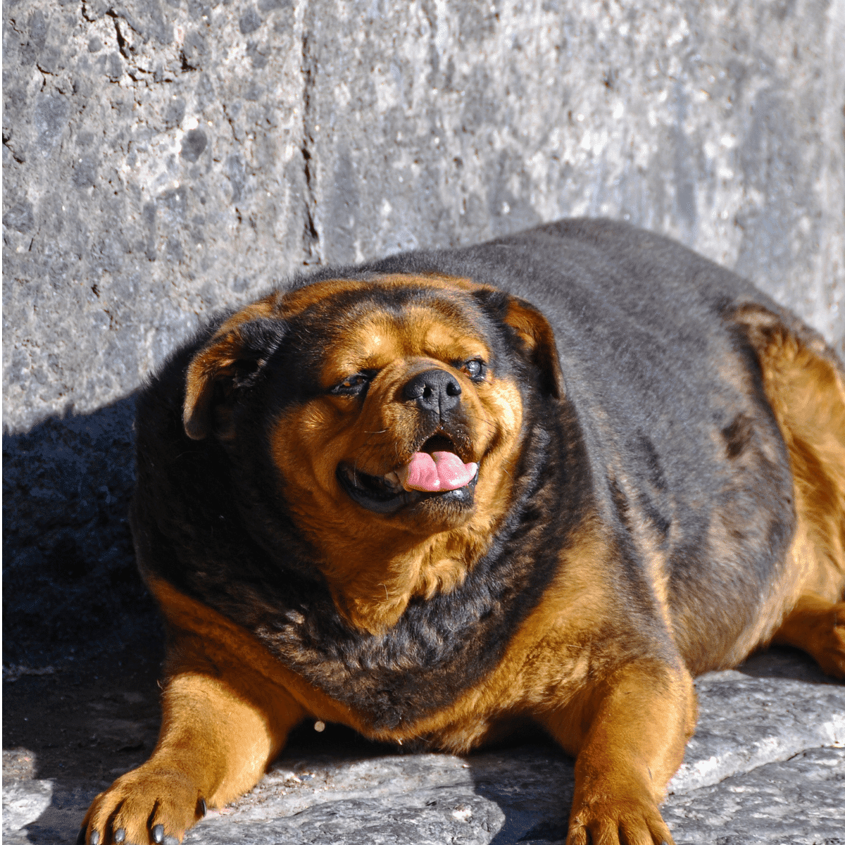 Large and Fat Senior dog black and brown lying in the sun panting.