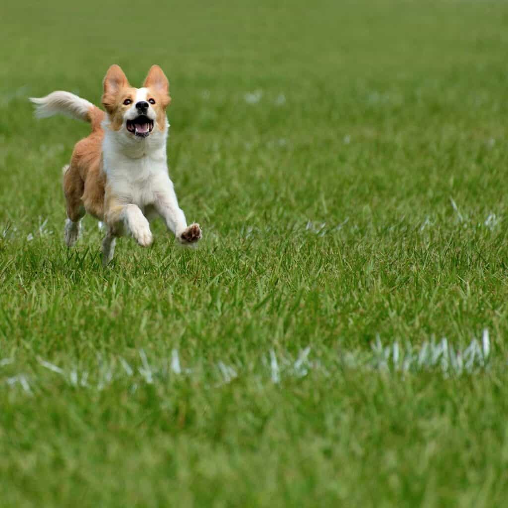 Brown and white dog running through grass.