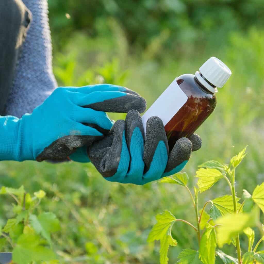 A person in blue latex gloves in a field looking at the label of pesticides.
