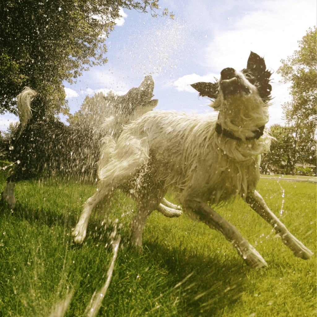 spray dog water