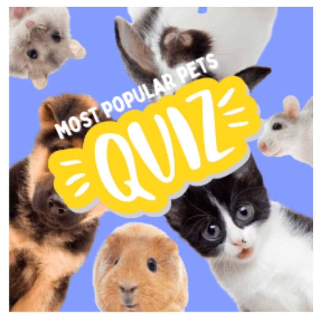 Many pets looking down into the camera around a graphic saying "the Most Popular pet quiz"