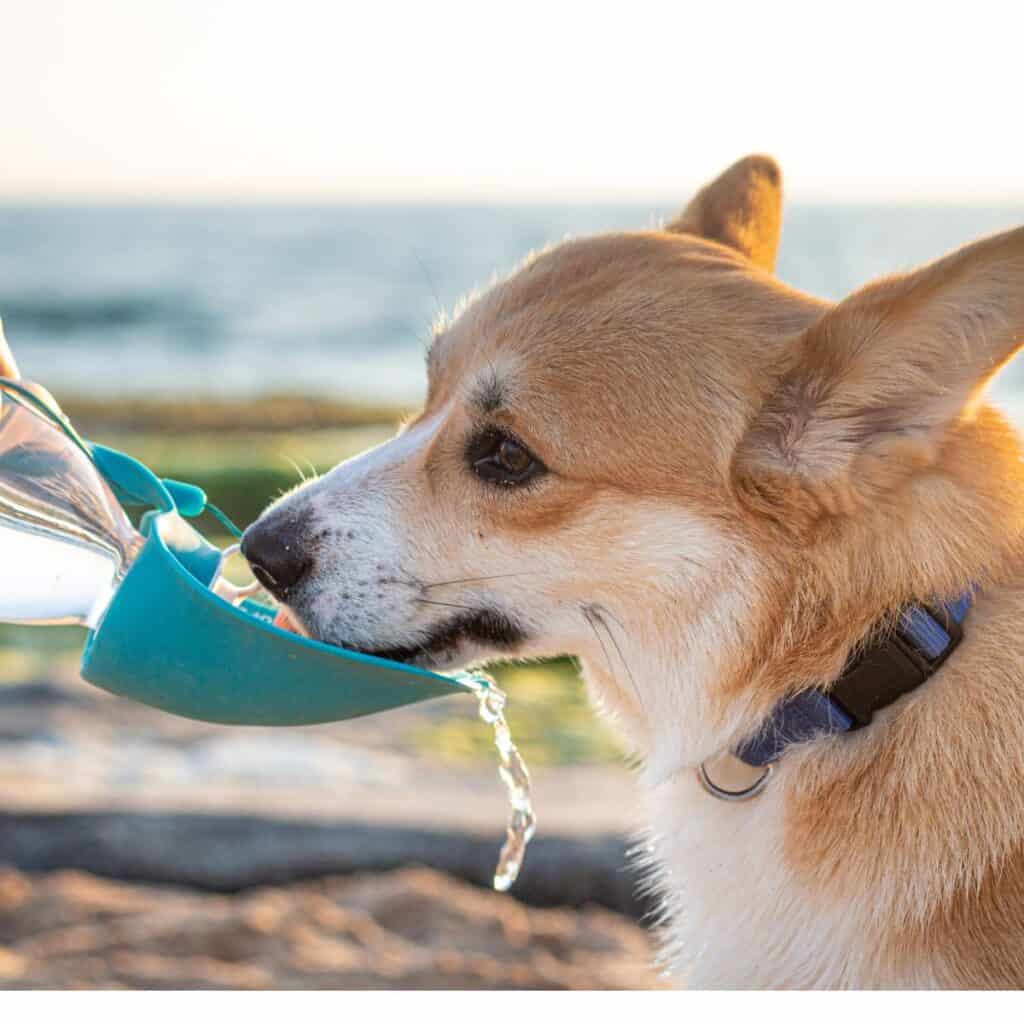 Brown and white corgi at the beach drinking from a small plastic green water bowl.