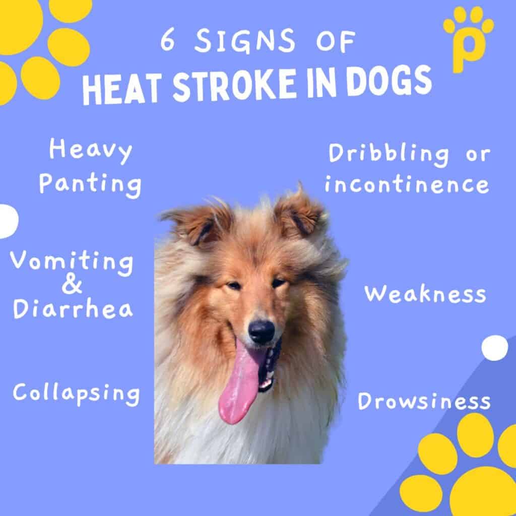 An infographic with a long haired brown and white collie in the middle of it with a depiction of all of the various signs of heat stroke in dogs that is blue and yellow.  