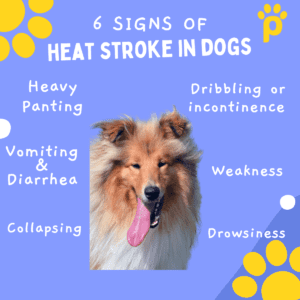 dog heat stroke infographic