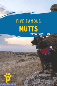 5 famous mutts pin