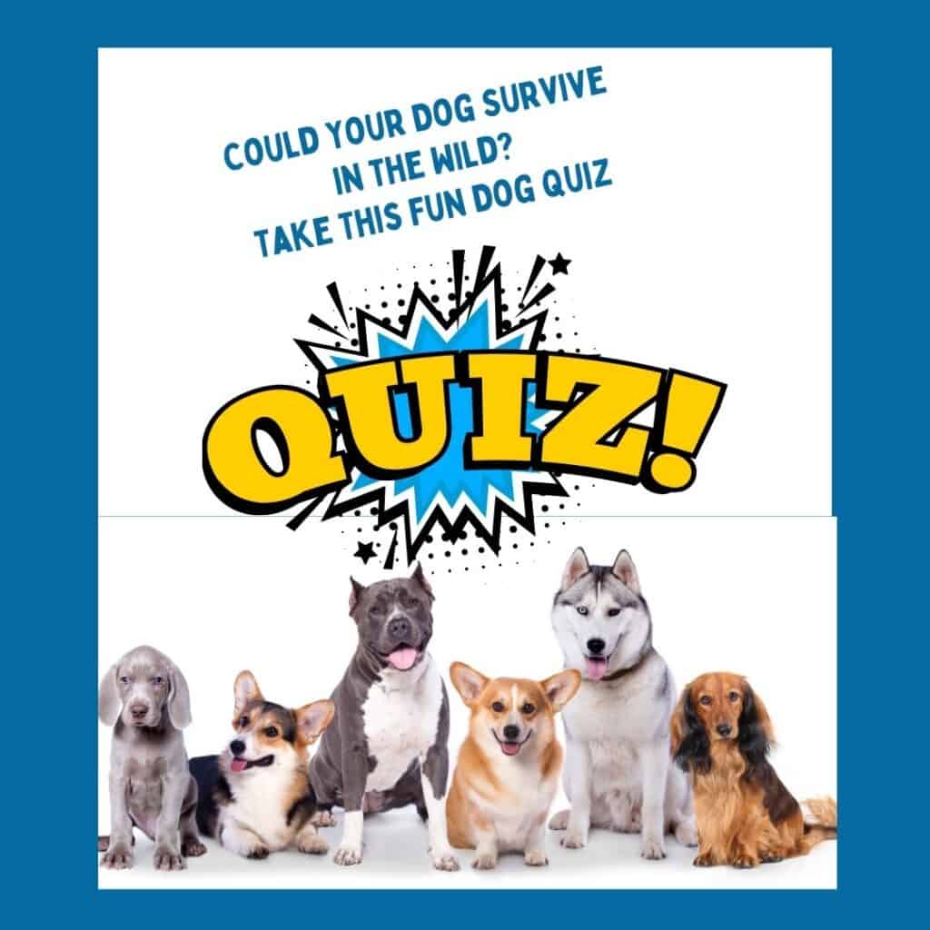 A group of dogs under the graphic noting a quiz about whether or not your dog can survive in the wild.
