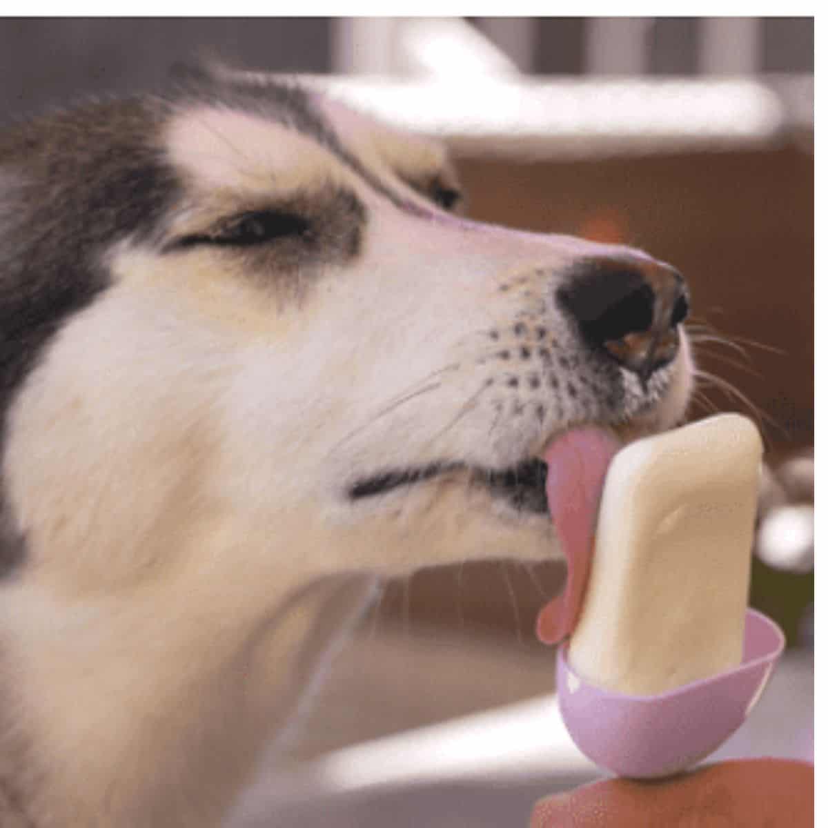 Grey and white husky dog enjoying homemade ice cream in a purple ice cream holder.