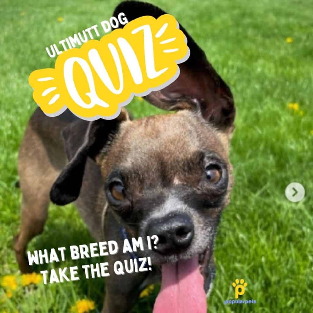 A picture of a small mixed breed dog with a yellow graphic indicating this is a dog quiz.