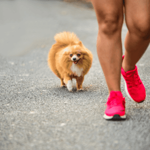 small dog with on a walk with its owner in bright pink shoes on a walk on pavement