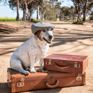 Dog Travelling