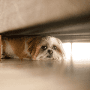 Dog Hiding
