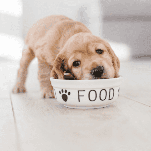 pet food