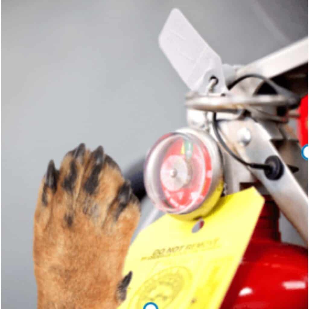 Brown dog paw ready to touch a red fire extinguisher.