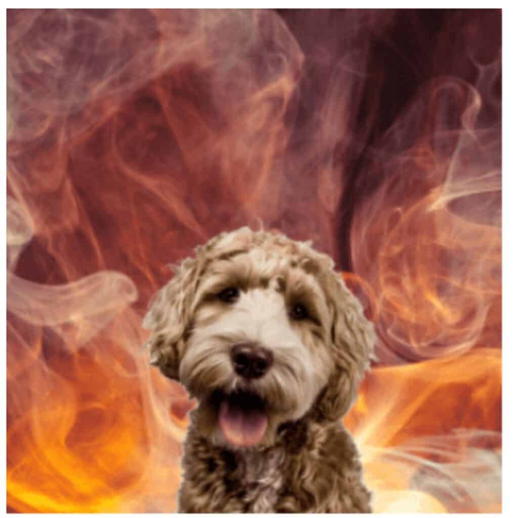 Beige Goldendoodle standing in front of a fire in the background.