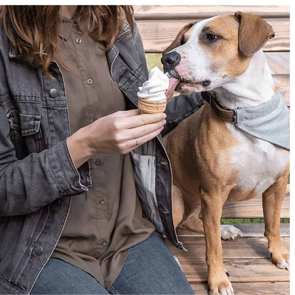 A woman in brown shirt and jeans sharing an ice cream with a beige and white dog in a grey bandana that is licking a vanilla ice cream cone.