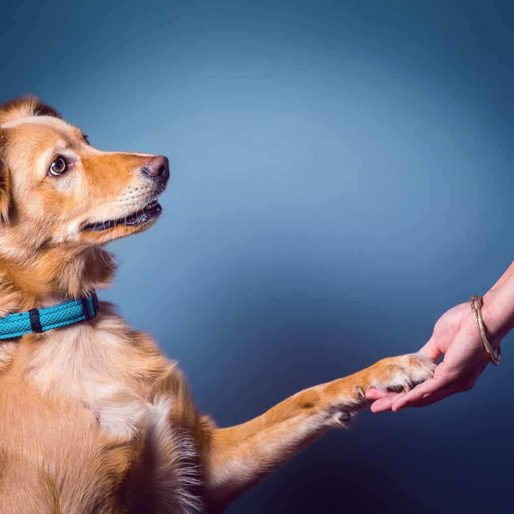 Brown dog with blue collar has paw out stretched and being held by a person.